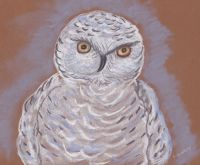 Snowy owls